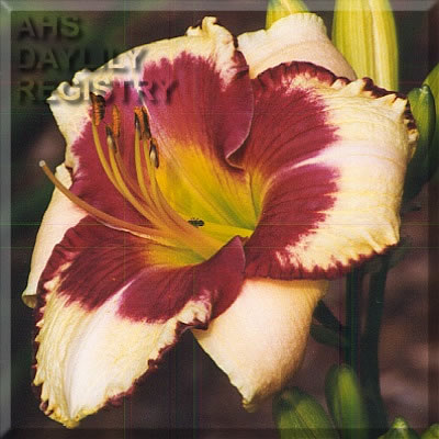 Daylily Pirate's Patch